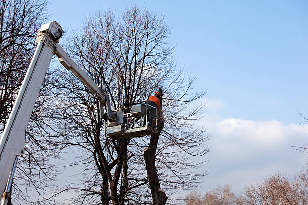 How Our Tree Care Process Works  in  Nederland, TX